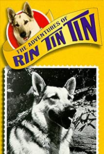 Rin Tin Tin II